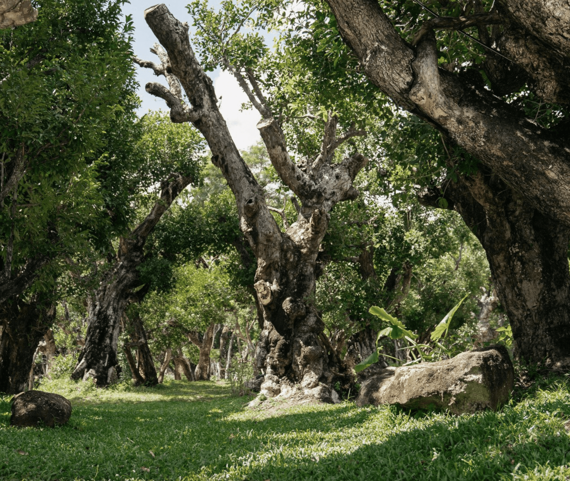 Botanica Concept - About Nature